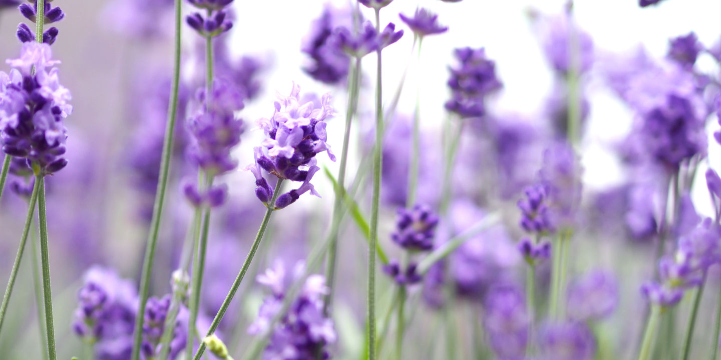 Lavender fragrance cheap