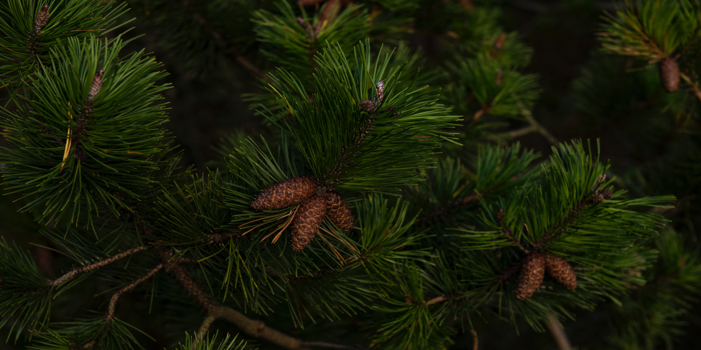 The Pine Fragrance Range by Air Wick