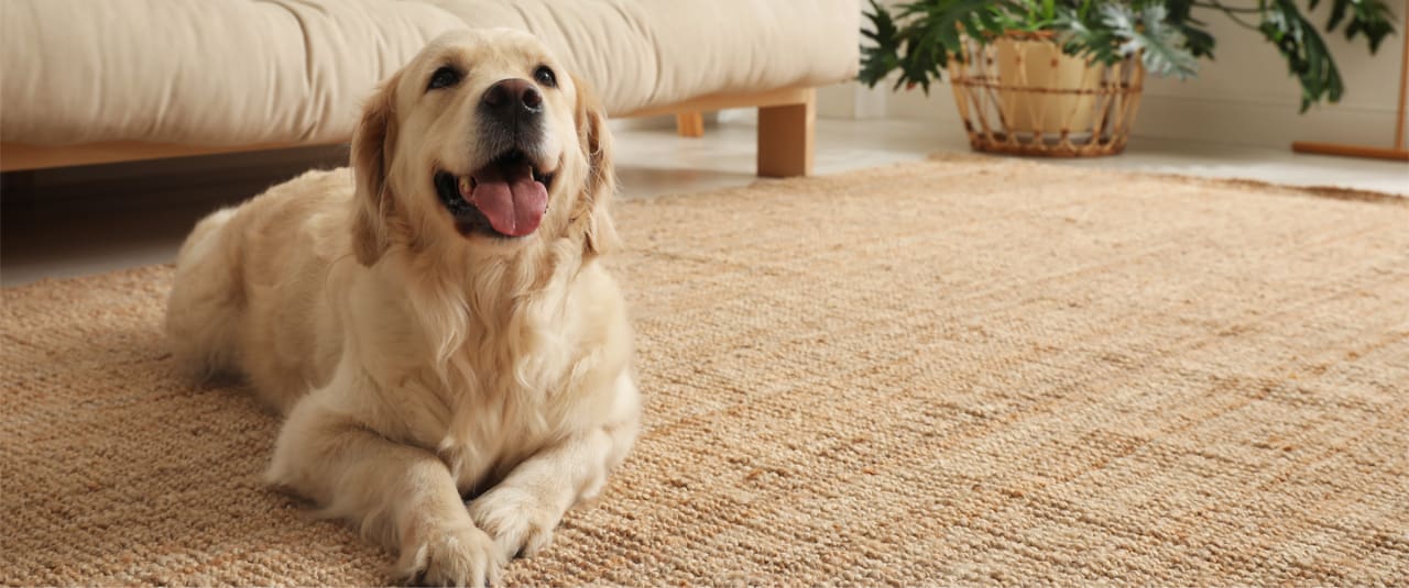 How to get rid of the dog smell and pet odours in your home Air Wick UK