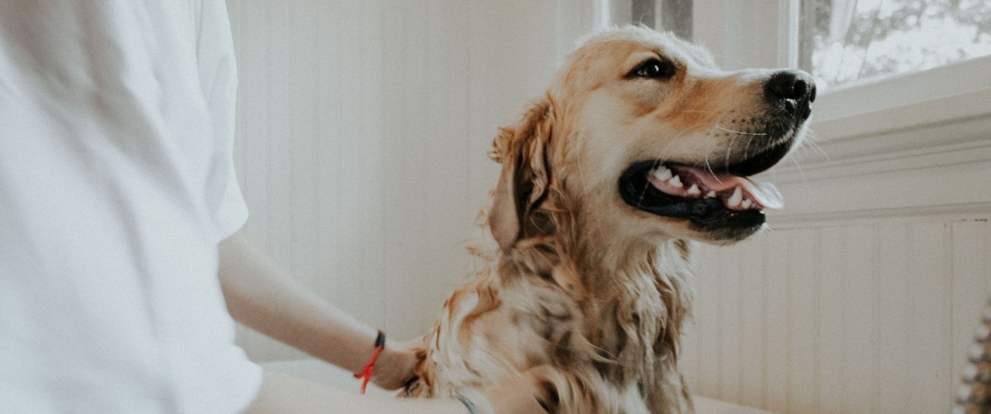Get rid sales of puppy smell